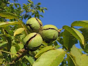 WALNUT HUSKS 